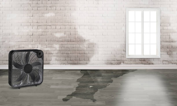 Best Basement water damage restoration  in Blakely, PA